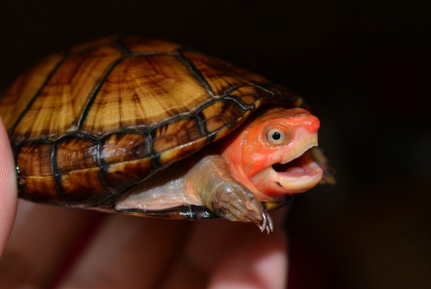 红面蛋龟是深水龟吗:不是,脸部布满红色花纹(水性较差)