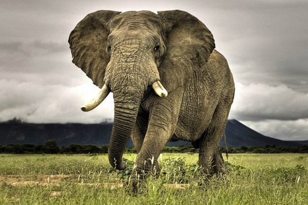 世界上最记仇的动物大象
