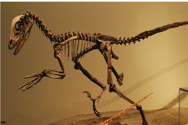 南方盗龙：体态庞大的食肉性恐龙（身长达5-60米）