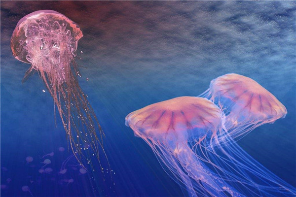 蓝月水母：一种美丽而危险的生物（98%的成分都是水）