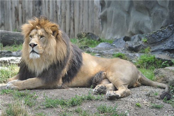 巴巴里狮子：世界上最大的狮子（已经灭绝了）