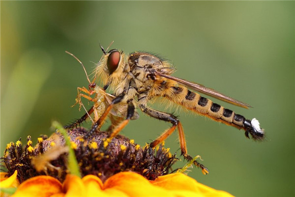养蜂人最怕遇到的动物食虫虻 种类繁多外形独特很是特别
