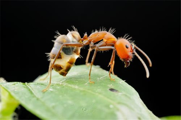 一种呈现完全变态发育的蚂蚁 尼科巴弓背蚁（红色蚂蚁）