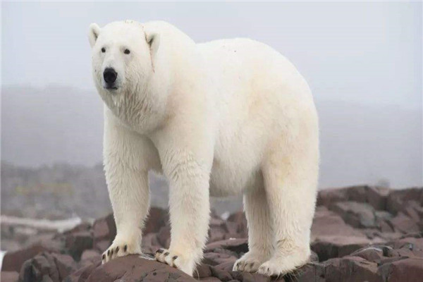 最大的北极熊有多重 最重达803千克相当惊人