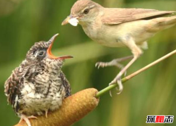 鸟类为什么濒临灭绝?关于鸟类的十大趣味知识