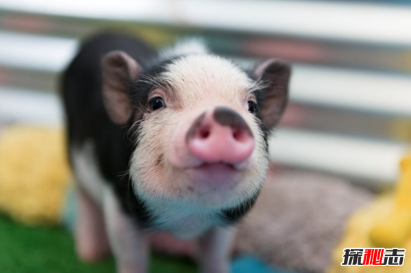 世界智商排名前十动物 猪榜上第八,第一实至名归(惊呆)