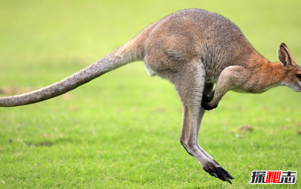 跳跃能力最强的10种动物 袋鼠排第五,第一实至名归