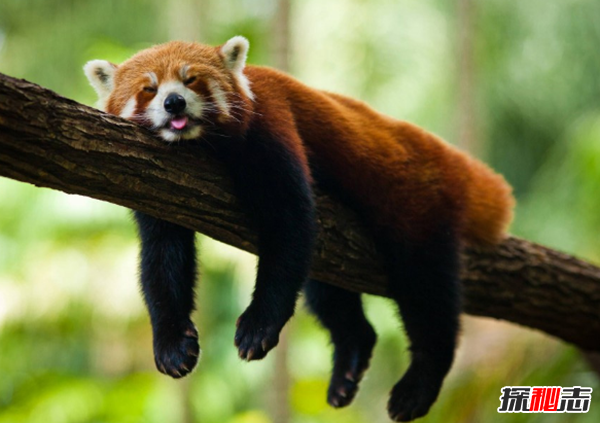 小熊猫是大熊猫生的吗?小熊猫的十大特点和生活特征