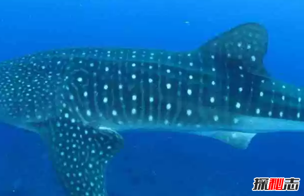 世界十大对人无害的鲨鱼,鲸鲨美誉为温和的巨人(13吨)