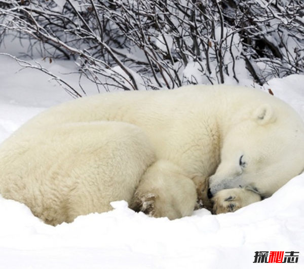 动物冬眠之谜,诱发物决定动物是否冬眠