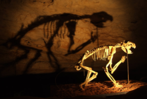 瑞沃斯莱的化石的发现对现有的观点有何冲击？