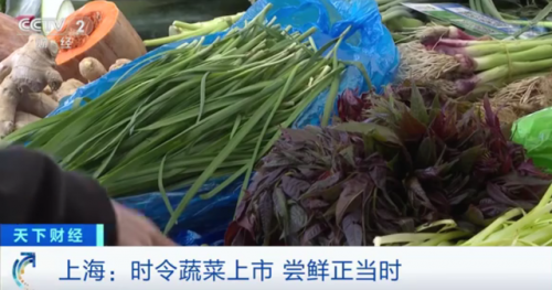 上海香椿卖到90元一斤是真的贵 香椿好吃吗有什么食疗价值