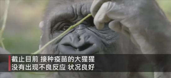美国9只大猩猩接种新冠疫苗 为什么要接种？有用吗？