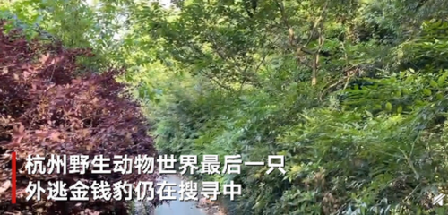 杭州外逃的第三只金钱豹仍未寻获 搜救队员：饿了好几天，跑不远