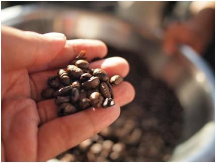 印尼鲁瓦克咖啡豆
